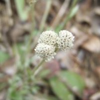 Plantainleaf - Pussytoes - Antennaria plantaginifolia - Charles Rose