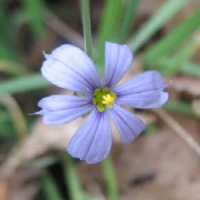 Blue Eyed Grass - Sisyrinchium angustifolium