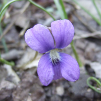 Common Blue Violet - Viola sororia var sororia - Charles Rose