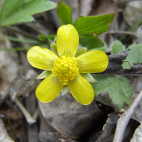 Early Buttercup - Ranunculus fascicularis - Charles Rose