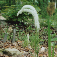 Fairy Wand - Chamaelirium luteum