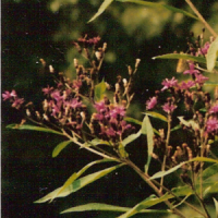 Ironweed - Vernonia altissima