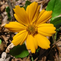Lobed Tickseed - Mouse Ear Coreopsis - Coreopsis auriculata - Charles Rose