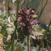 Lousewort - Pedicularis canadensis