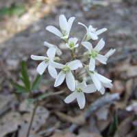Slender Toothwort - Dentaria heterophylla - Charles Rose