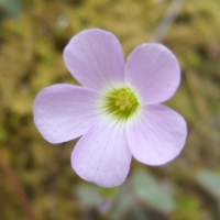 Violet Wood Sorrel - Oxalis violacea - Charles Rose