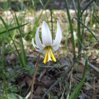White Trout Lily - Erythronium albidum - Charles Rose
