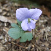 Wood Violet - Viola palmata - Charles Rose