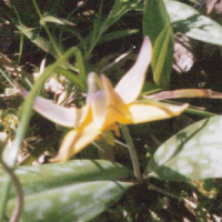 Yellow Trout Lilly - Erythronium americanum