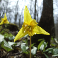 Yellow Trout Lily - Erythronium americanum - Charles Rose